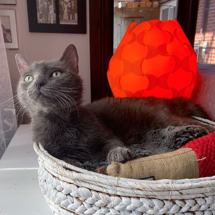 cat in basket sunbathing